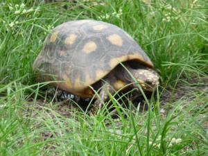 Voici quelques animaux que l'on peut voir ici en Guyane ! Autant que possible, je vous ai mis les noms. Rendez-vous ici pour les voir ensemble ;)