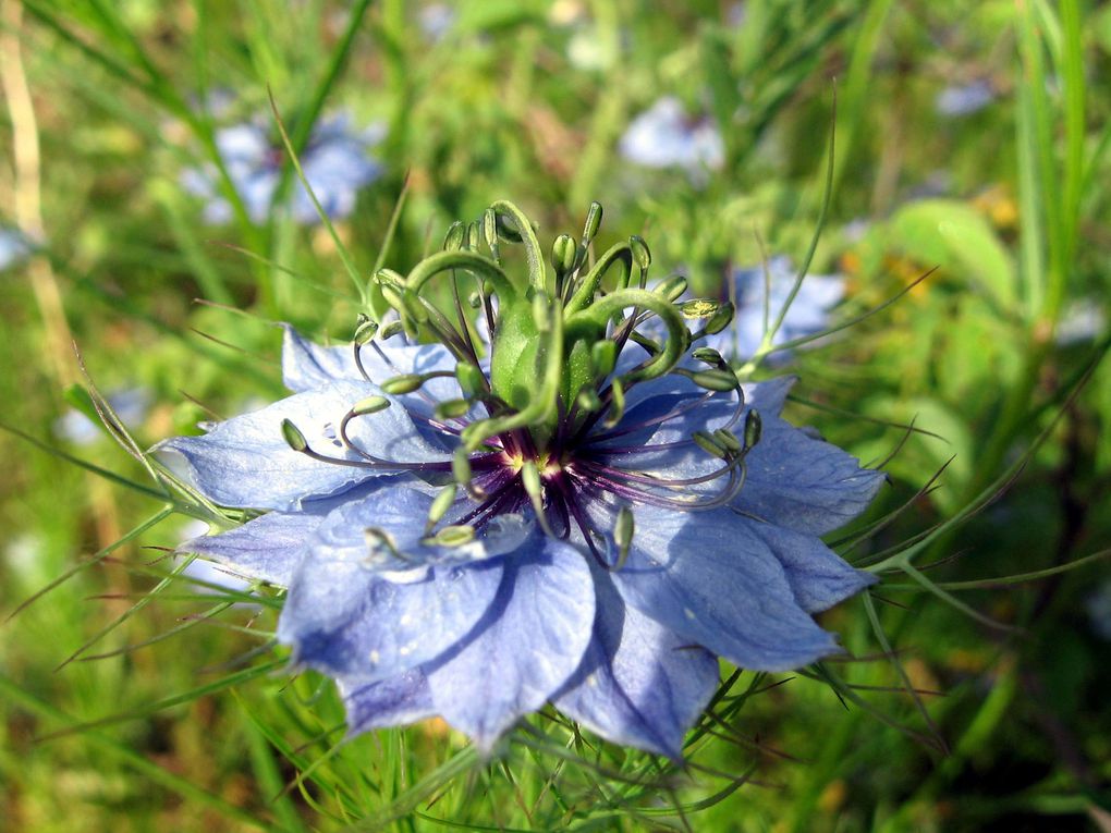 Les plantes et fleurs de mon jardin