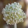 Allium Vineal