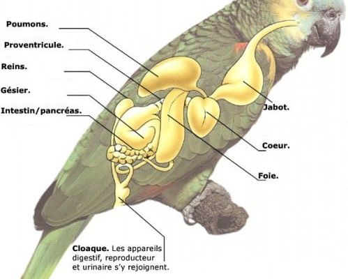 La reproduction du perroquet