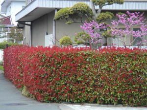 J'aime les fleurs.
Ce sont les fleurs pres de chez moi, au Japon. 