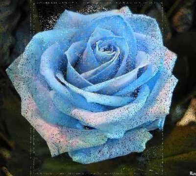 la rose Pierre de Ronsard