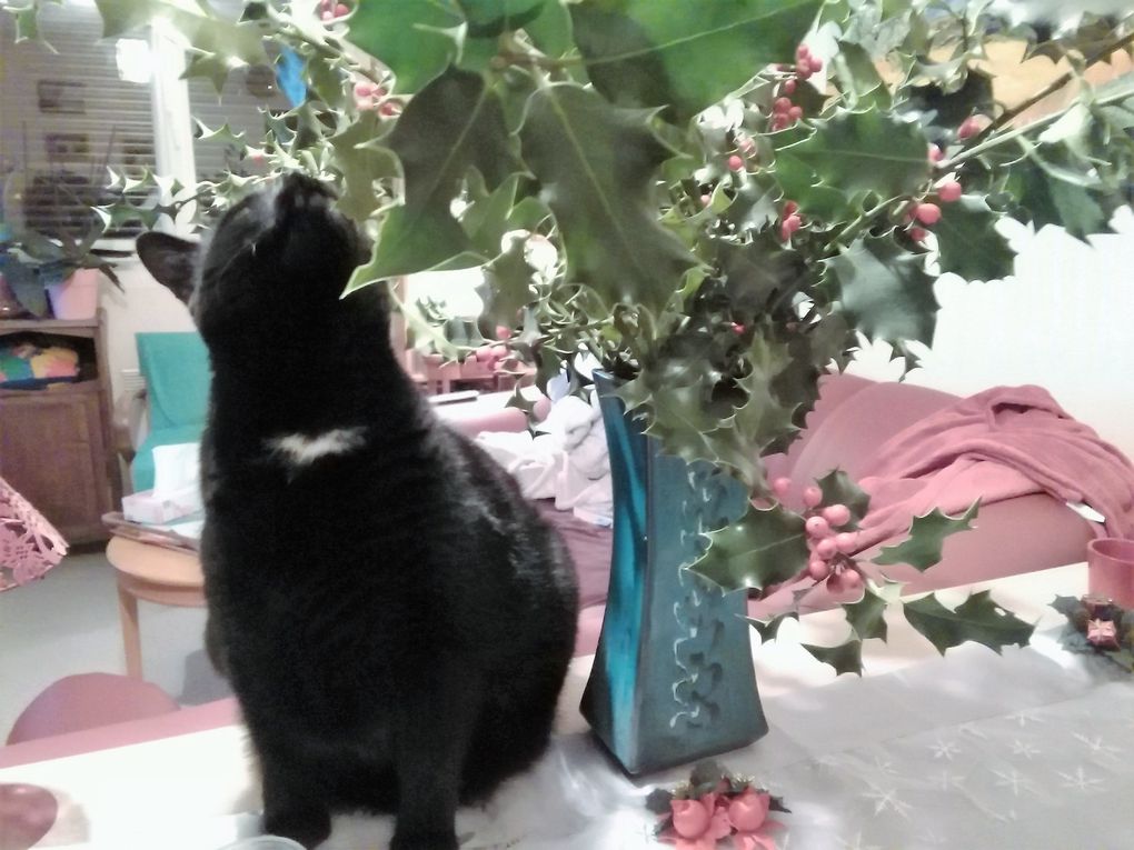 Castielle adore les décorations de Noël