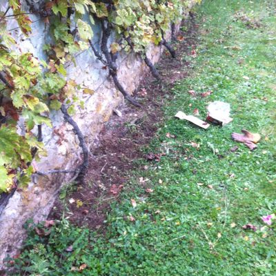 06/10/2014 plantation bulbes tulipes et crocus au pied des vignes