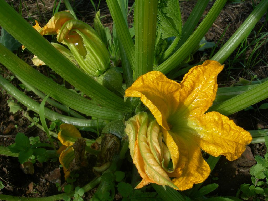 Les 4 saisons du potager