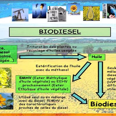Schéma de la création du biodiésel