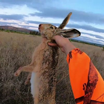 La ville de Montpellier interdit la chasse sur les terrains municipaux