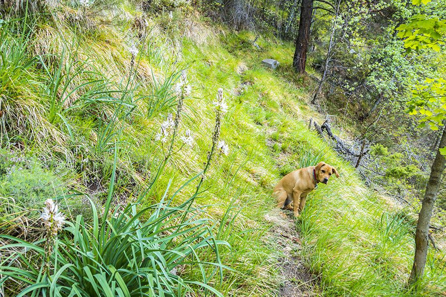 Martine fait le tour du vallon de Mangiarde depuis La Tour-sur-Tinée (603m)