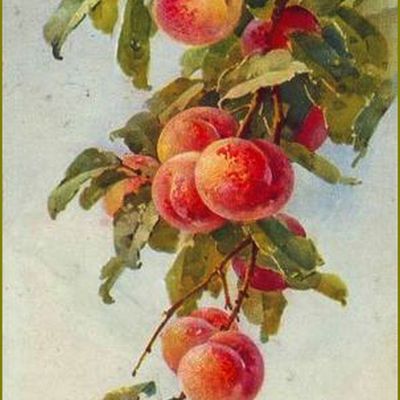 Fruits d'été par les peintres - Catharina Klein (1861-1929) pêches