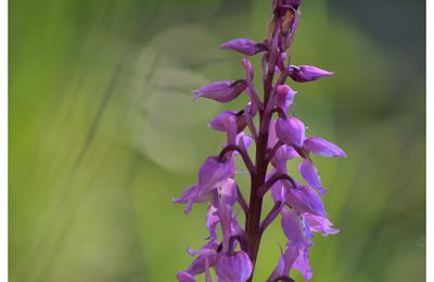 Orchis Mâle 2015 