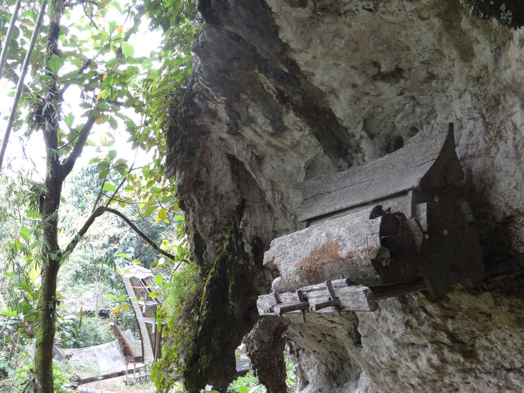 Album SULAWESI--FLORES. 2012