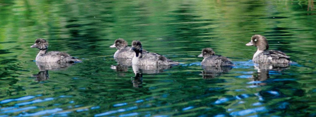 Album - oiseaux et mammifères-d-Alaska