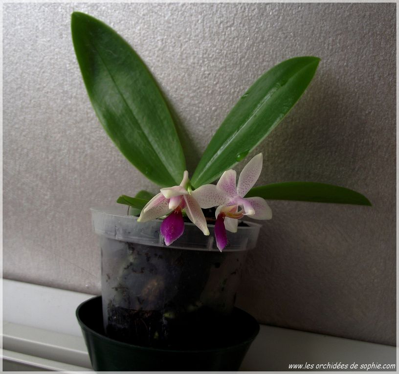 Phalaenopsis botanique, hybride primaire et hybride secondaire