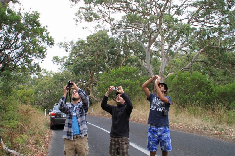 Album - 47 - Great Ocean Road