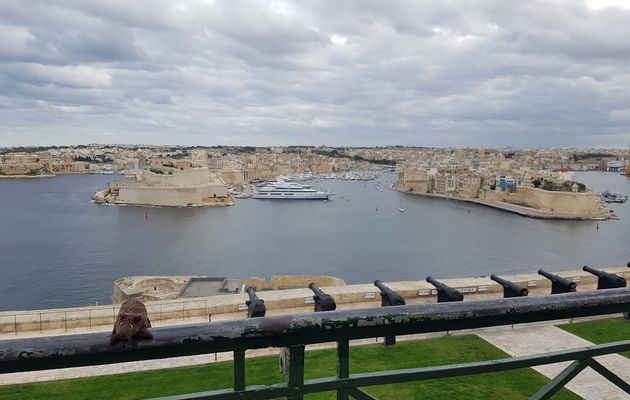Souriceau à Malte et Gozo