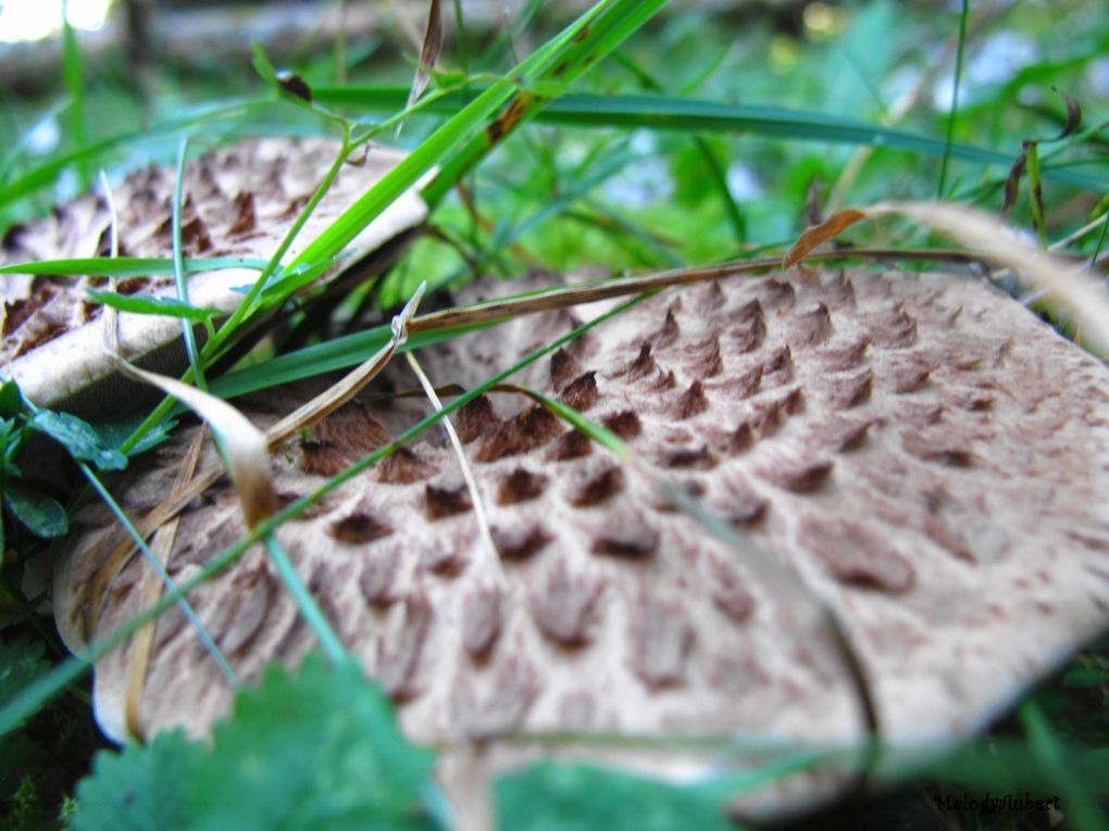 Quelques images, détails de la natures qui nous entoure