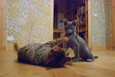 Petite photo de mes animaux : les trois chats; Chaussette (et ses trois chatons), Chabichou et Cacao, mon petit toutou; Nushka, mon cochon d'inde; Bimbo tout plein de poiles (ou Rodney) et enfin les gerbilles d'Elsa; Caramel et Chacolat.