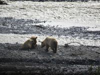 Je vous laisse admirer les trois ours... et le caribou mort! 