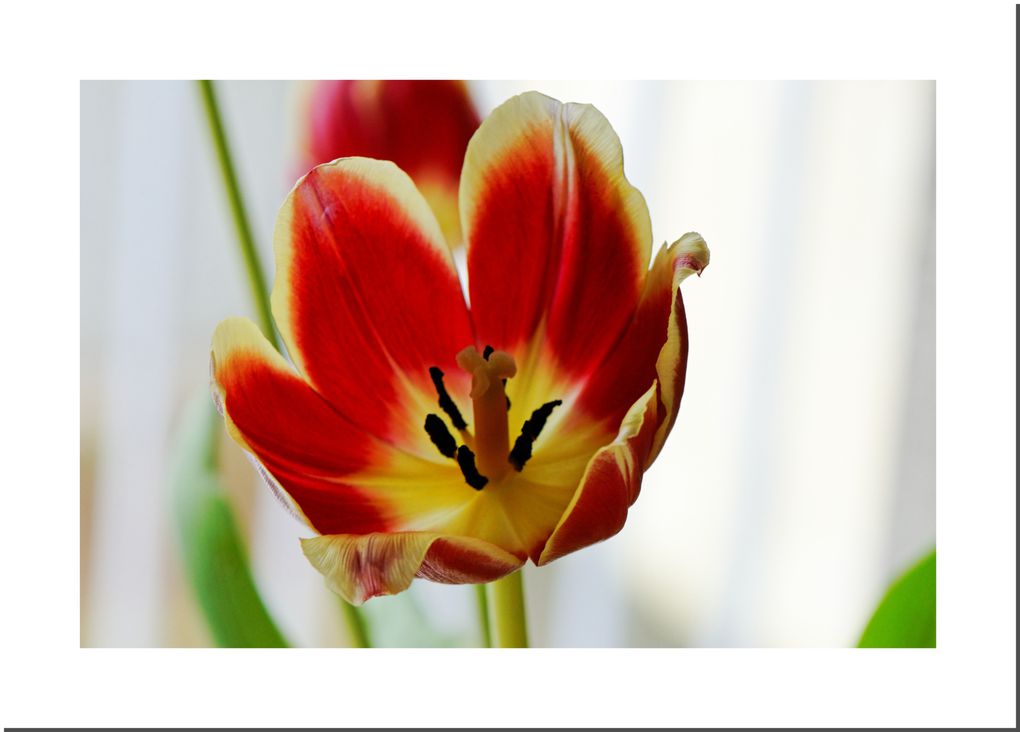 Album - Farandole-de-Tulipes