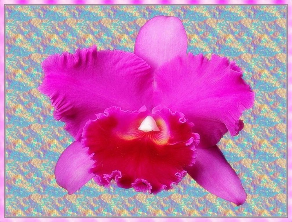 ©Illustration orchidées par Fathia NASR