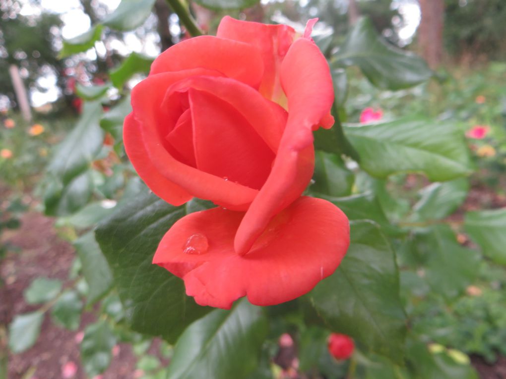 Doué la Fontaine et ses roses