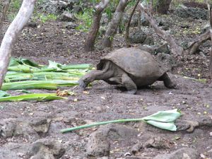 Une semaine aux Galápagos. 8/15 mai 2015