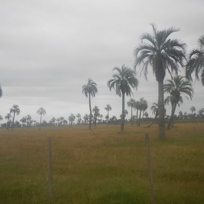 Tacuarembo-Paysandu