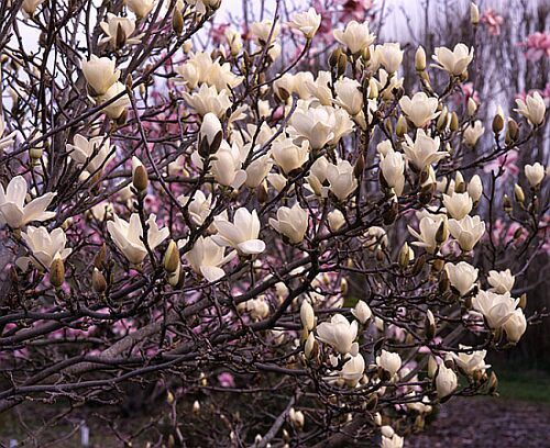 Magnolia denudata,  Magnolia grandiflora, Magnolia kobus, + cultivars