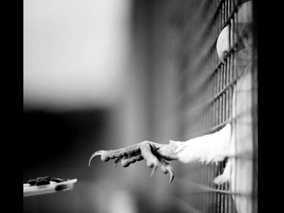 Divers - Il fallait l'attraper