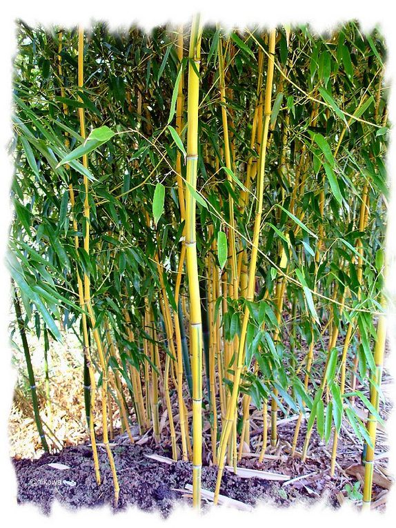 Album - Phyllostachys Spectabilis