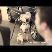 Nouvelle publicité Citroën C4 HDI, les chiens - 2011