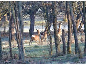 Des chevreuils dans un petit bois des environs du village !