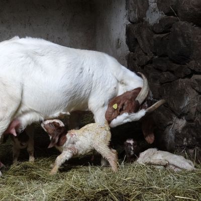 Une naissance de triplés Boers