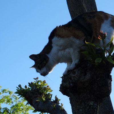 Squirel et Ecureuille chats en vacances...