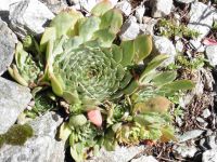 La balise indique la limite du parc national de la Vanoise. Le Doron serpente dans le vallon. Ce qui reste après la floraison de la joubarbe.