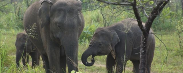SRI LANKA : UDA WALAWE et un autre parc animalier.