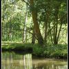 La Venise Verte - Océan de verdure