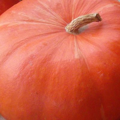 Courge : Chutney & Co