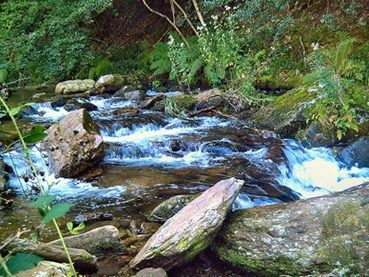 15° dimanche du Temps ordinaire A (Psaume 64 (65)) (DiMail 535)