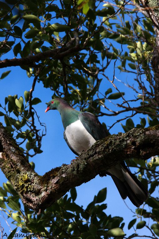 Photos prises au sein de la reserve de Boundary Stream Mainland Island