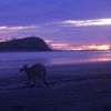 Jour 8 - 03/03/11 : Cape Hillsborough et ses kangourous (la suite)