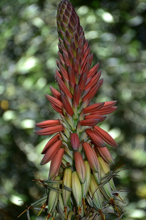 LES SUCCULENTES UNE PLANTE ULTRA TENDANCE