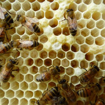De l'arrivée de abeilles jusqu'à la fin du premier mois