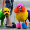 Rainbow dogs