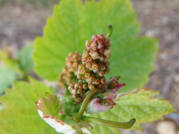 Les vignes des Coteaux du Loir
