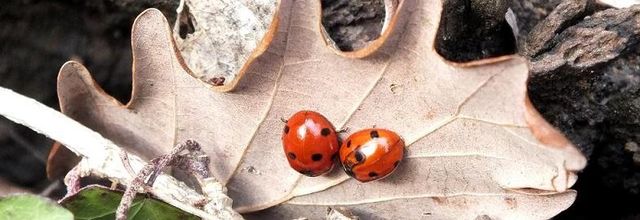 Coccinelles !...