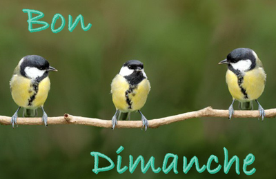 Le billet du dimanche " tout en douceur "