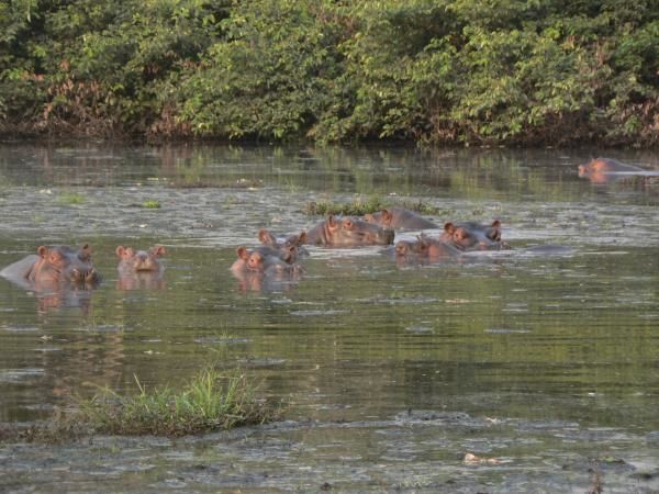 Album - Hippopotames et autres animaux