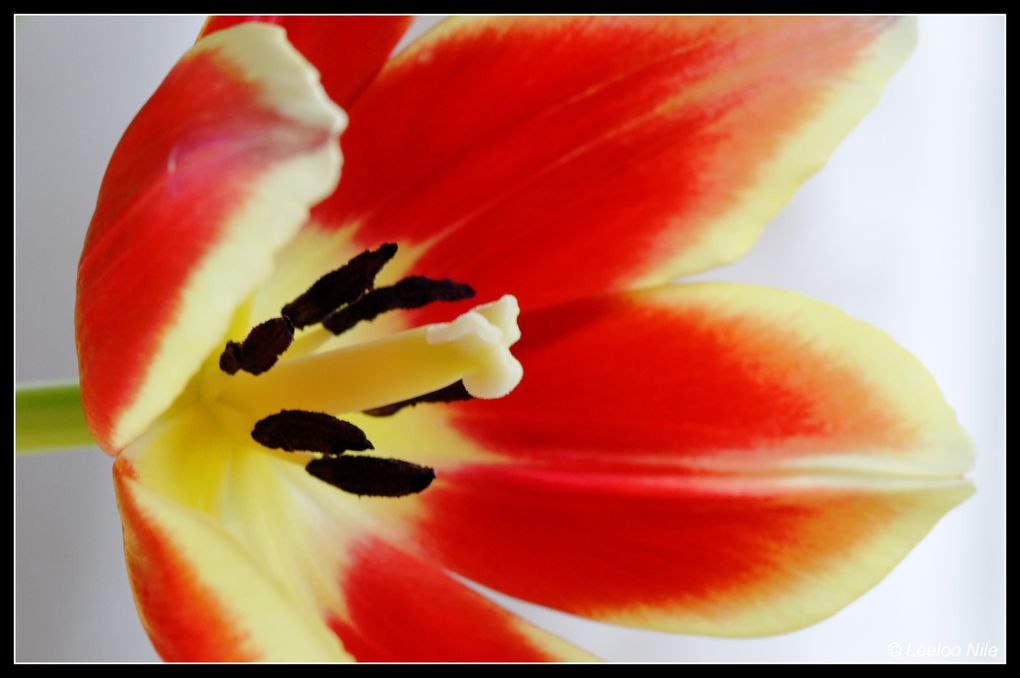 Album - Farandole-de-Tulipes