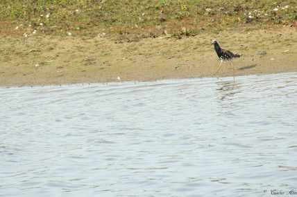 Combattant varié (Philomachus pugnax)